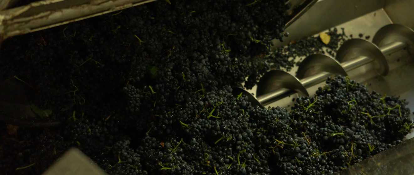 VINIFICO