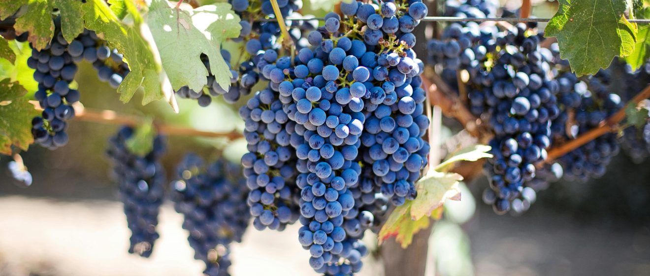 VINIFICO
